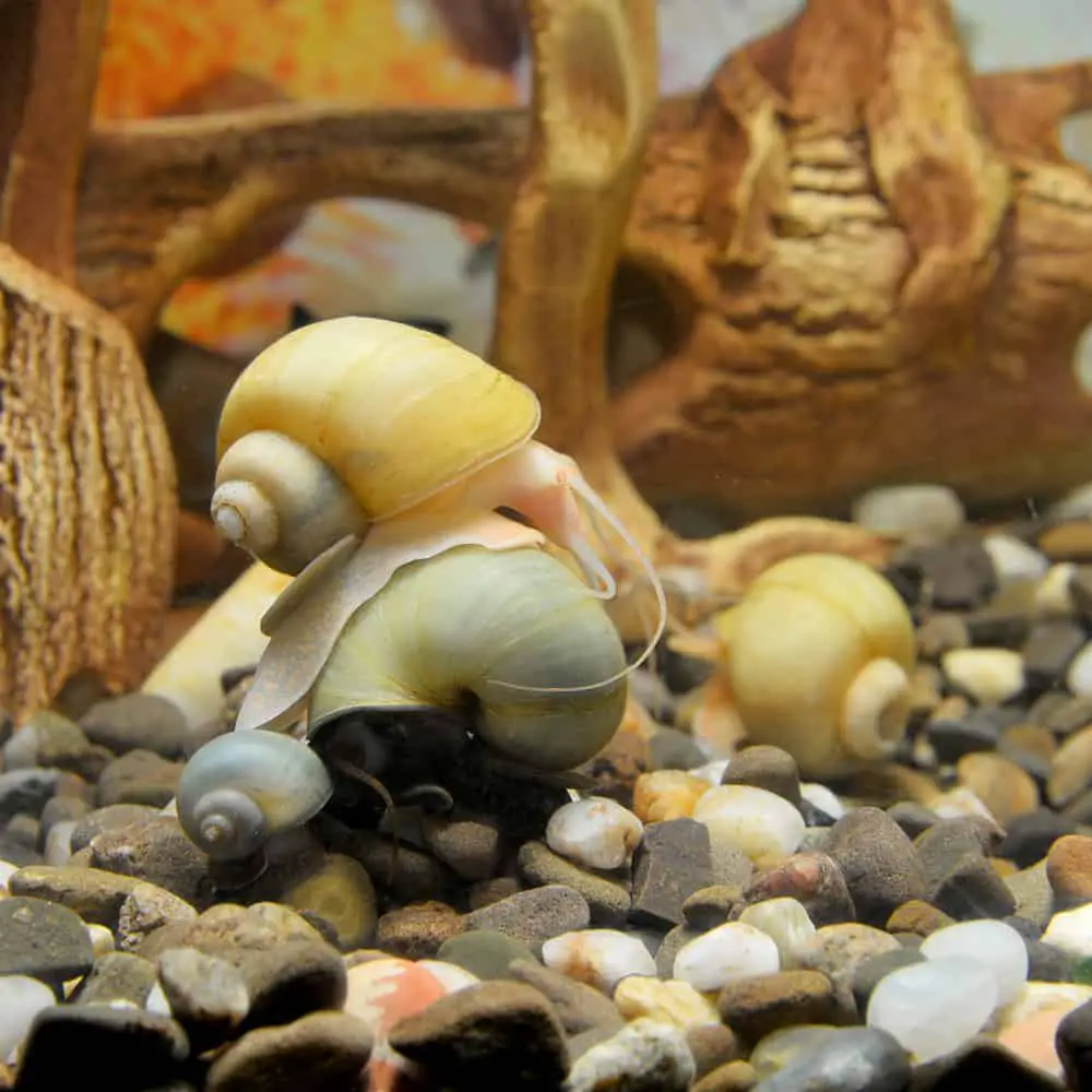 snails in a fish tank