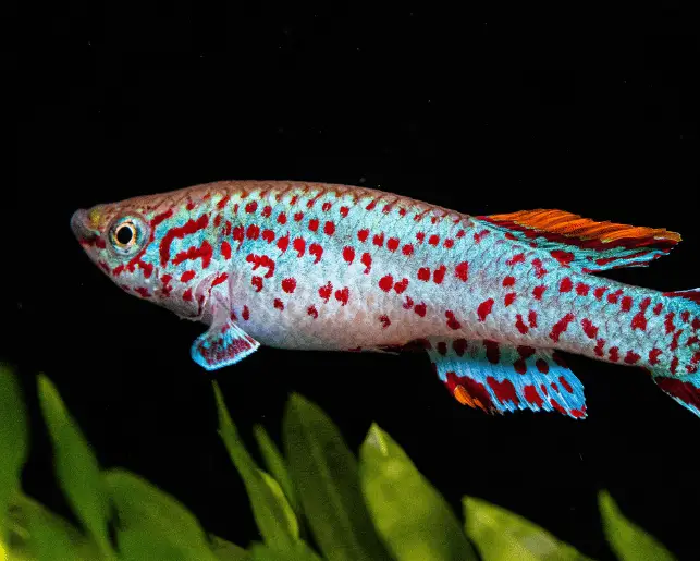 steel blue killifish