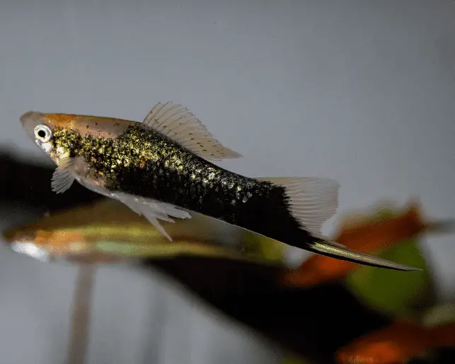 swordtail