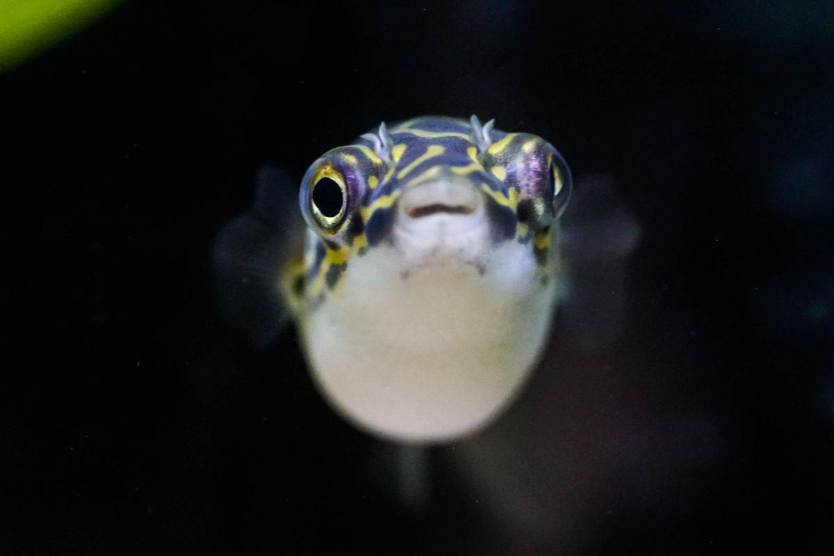 Can Your Pet Fish Recognise You?