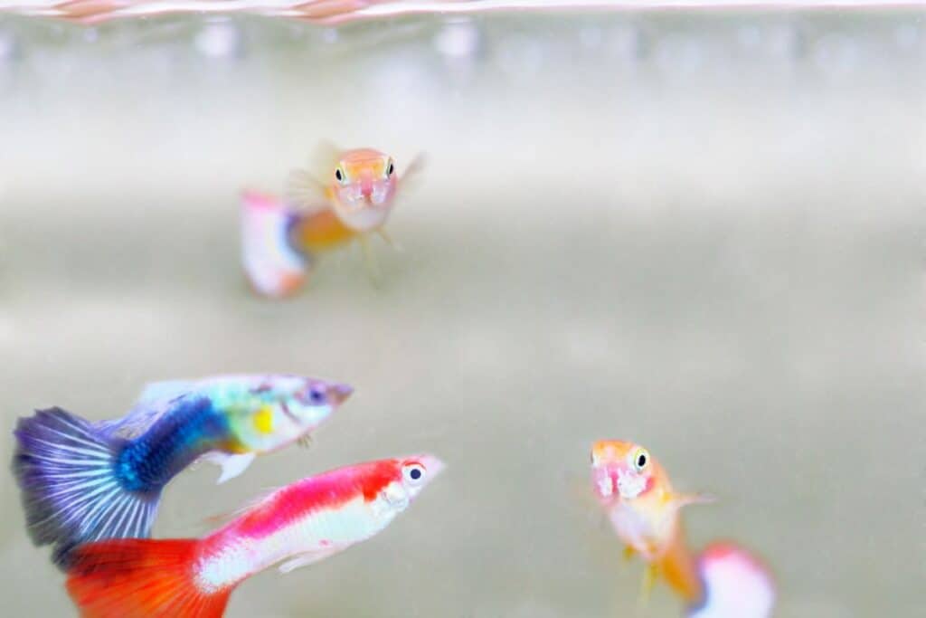 group of guppy fish