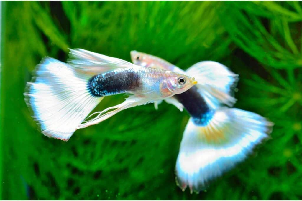 gorgeous guppies