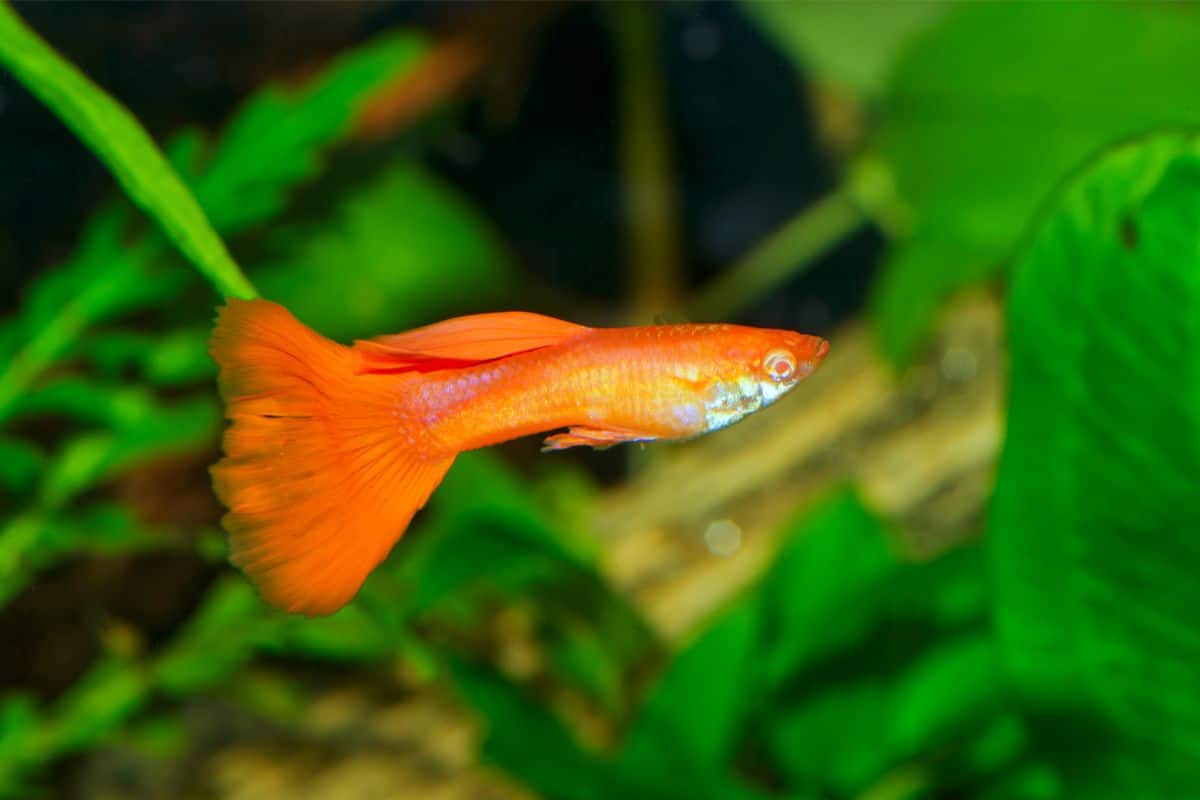 Why Do Guppies Eat Their Fry?