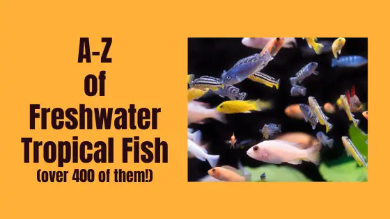 a-z of tropical fish