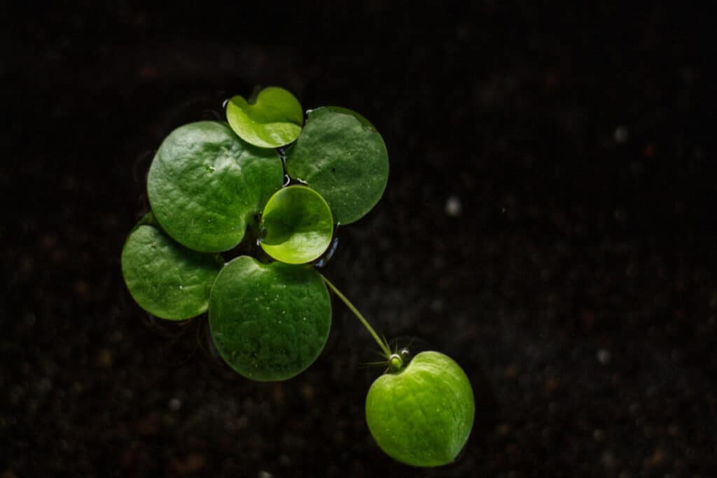 amazon frogbit