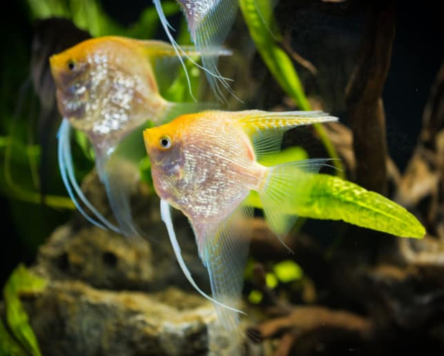 a pair of yellow angelfish