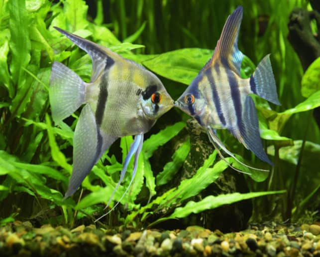 angelfish pair