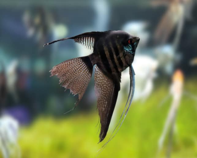 black angelfish