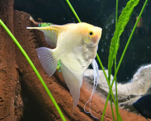 angelfish