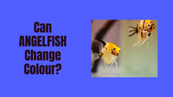 can angelfish change colour?
