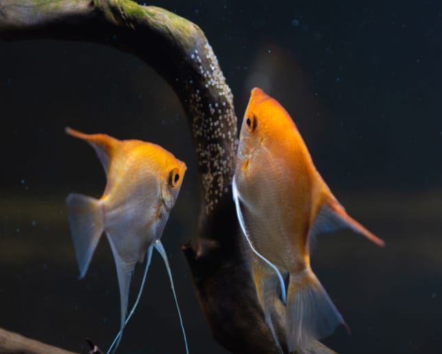 angelfish and their eggs