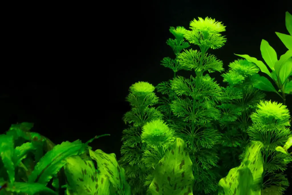 benefits of a planted aquarium