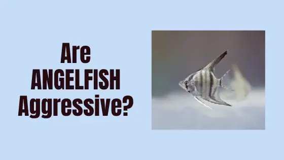 are angelfish aggressive?