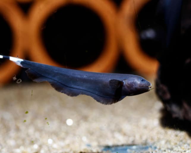 black ghost knifefish