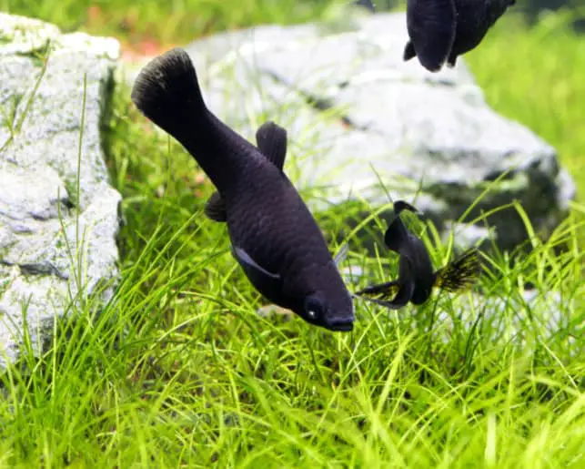 black molly fish