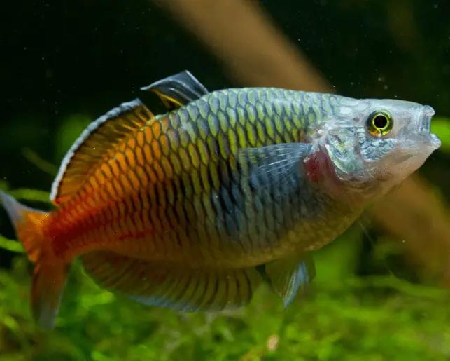 bosemans rainbowfish