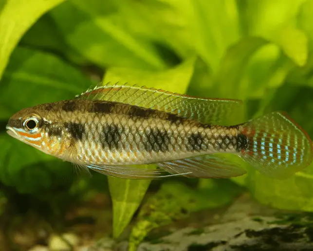 checkerboard Cichlid