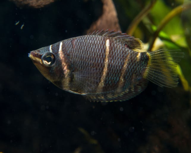 chocolate gourami