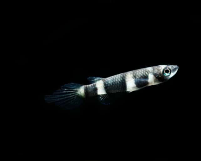 clown killifish