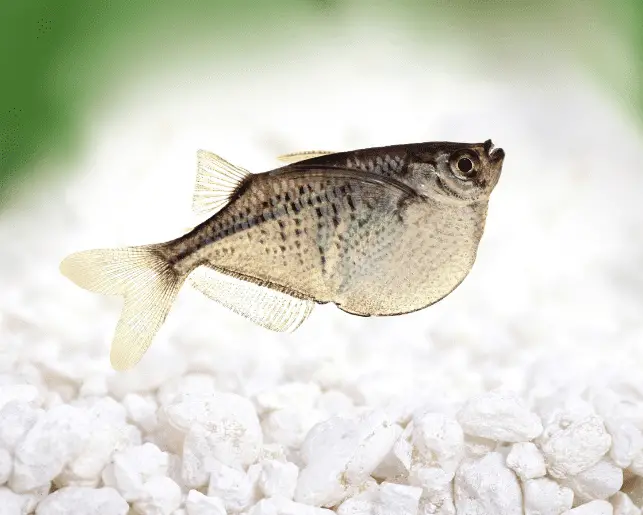 common hatchetfish