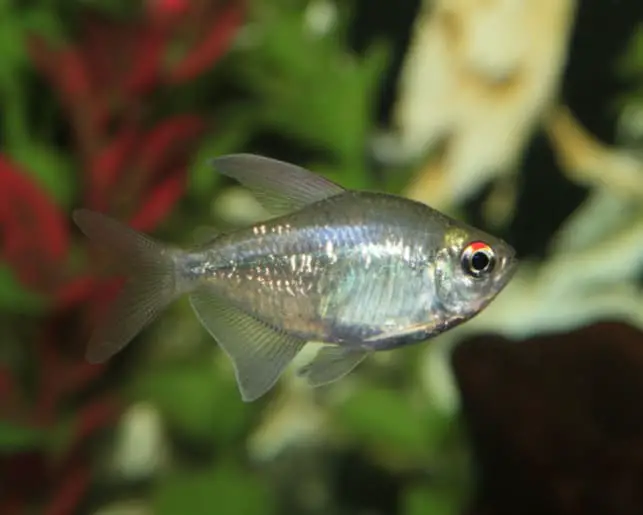 diamond tetra