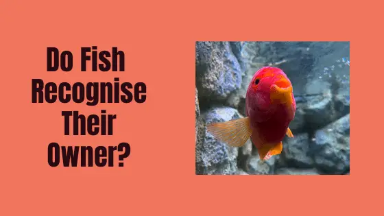 do fish recognise their owner?