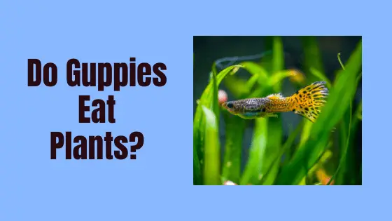 do guppies eat plants?