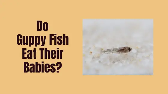 do guppies eat their babies?