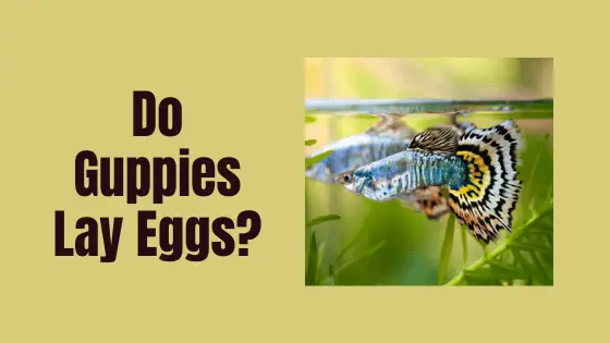do guppies lay eggs