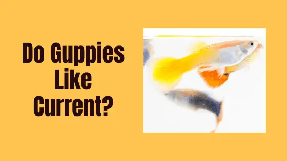 do guppies like current?