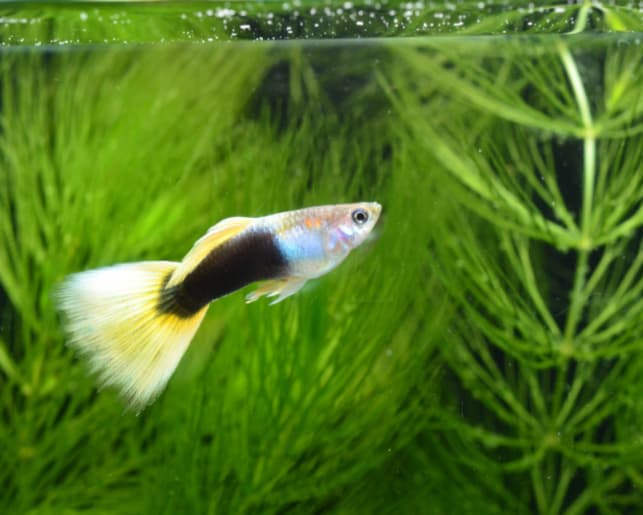 german yellow tuxedo guppy