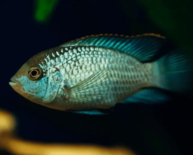 goldeneye dwarf cichlid