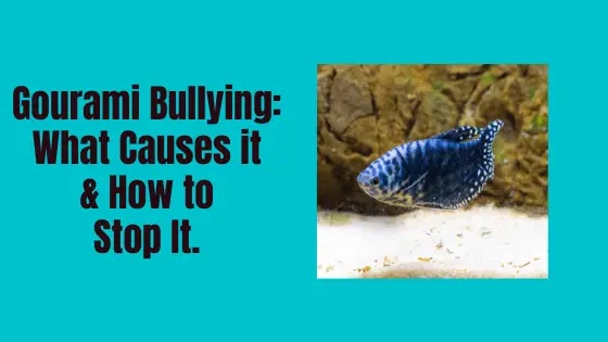 what to do with a bullying gourami