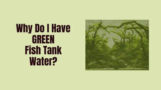 why do i have green fish tank water?