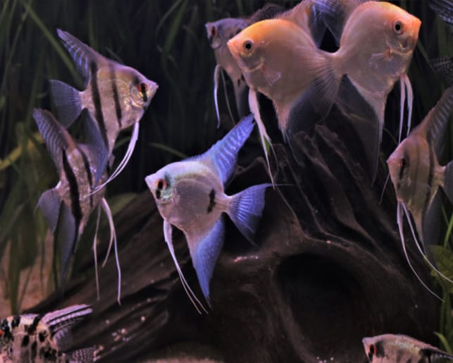 group of angelfish