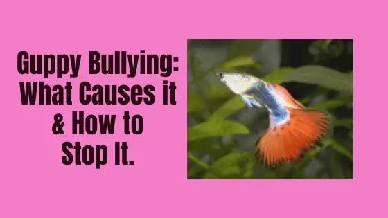 how to stop a bullying guppy