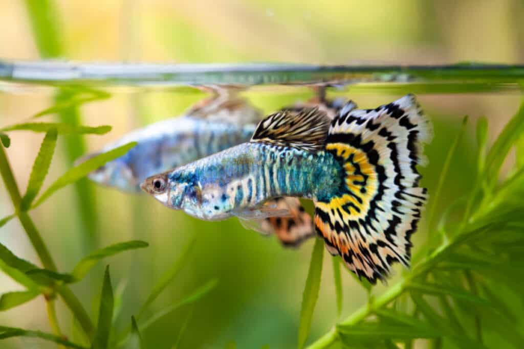 guppy fish in tank