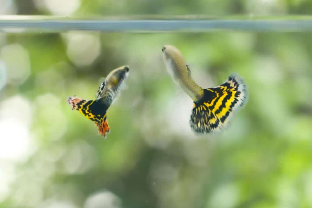 a pair of guppy fish