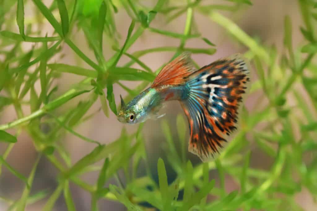 guppy hiding in a plant