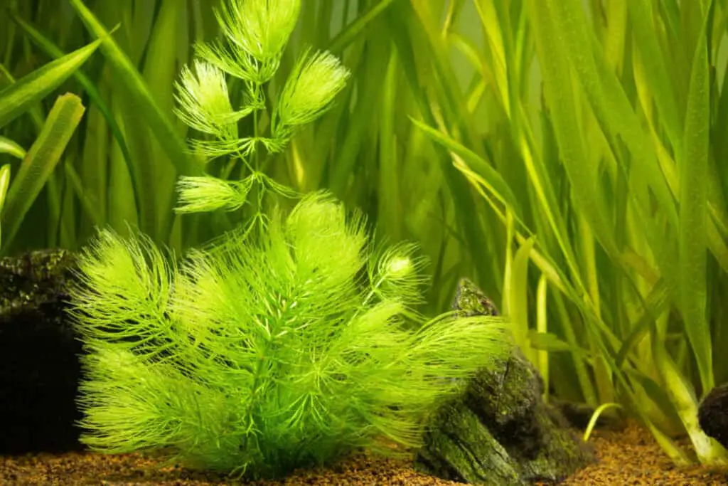 hornwort