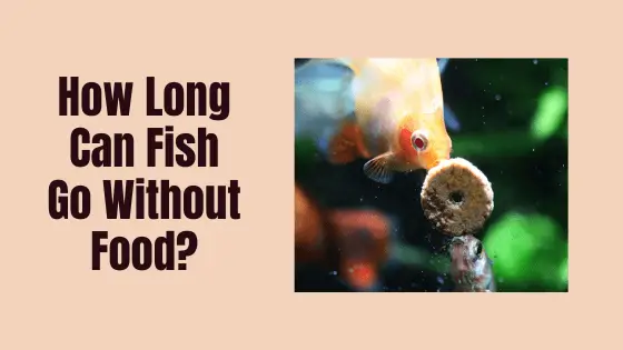 how long can fish go without food