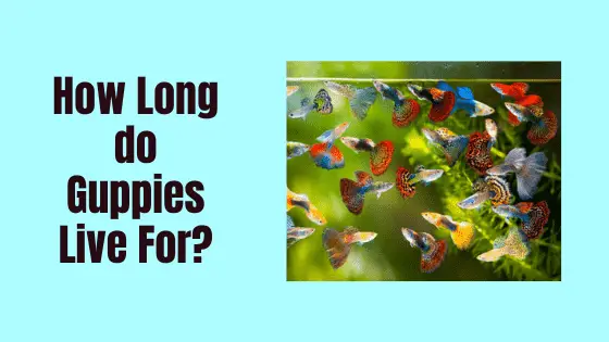 how long do guppies live for?
