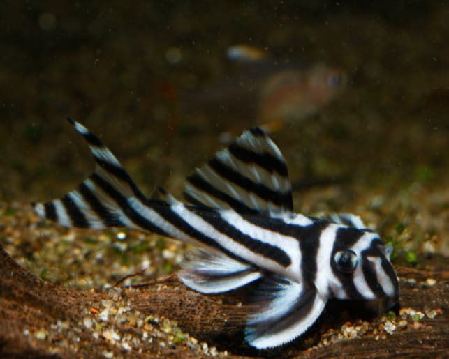 imperial zebra pleco