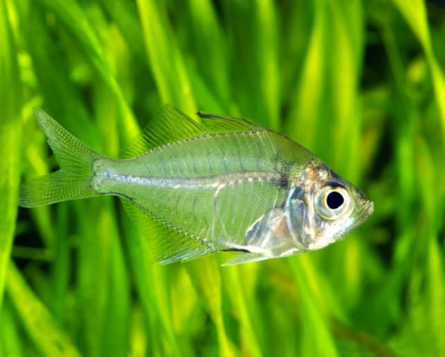 indian glassfish