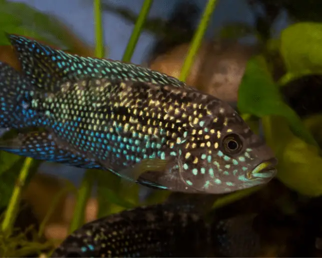 jack dempsey cichlid