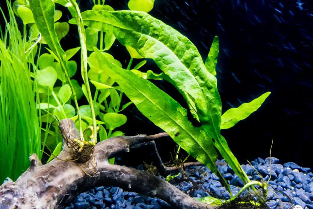 java fern