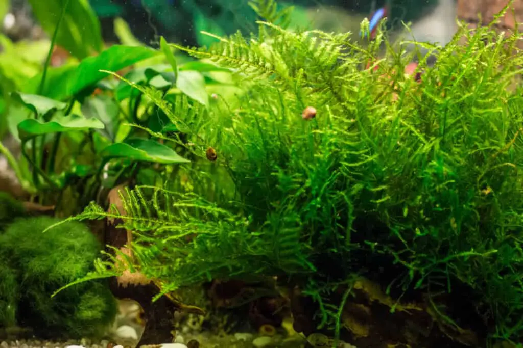 java moss