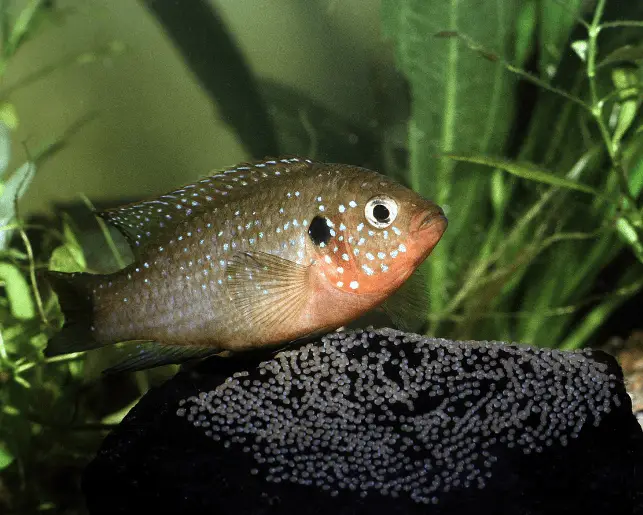 jewel cichlid