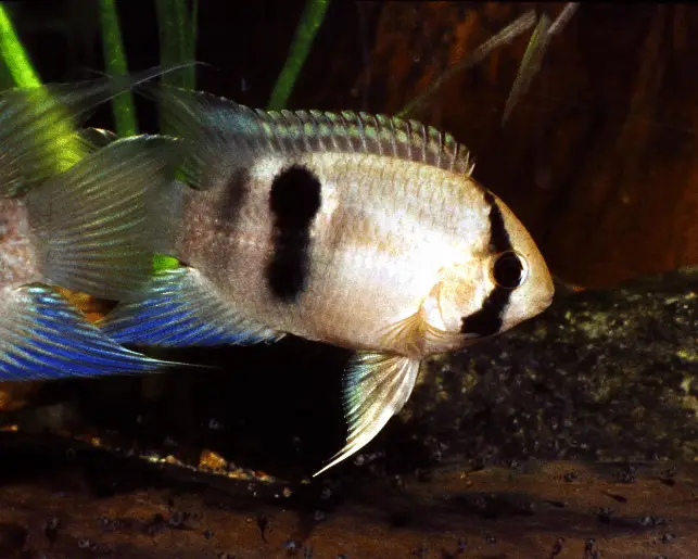 keyhole cichlid