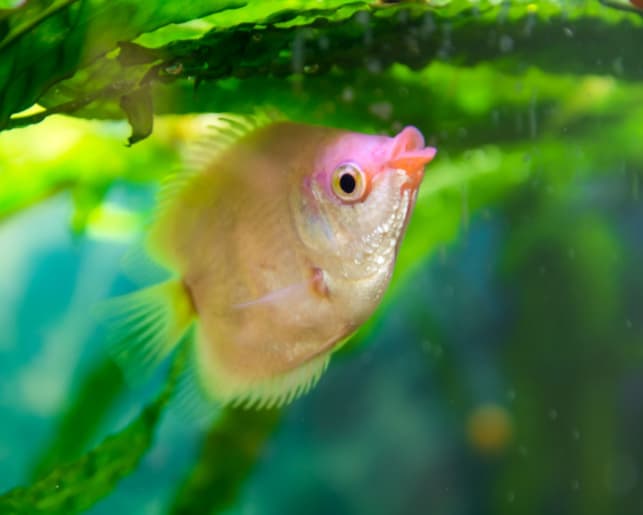 kissing gourami